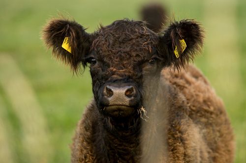 calf cow pasture