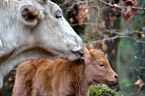 calf cow mom