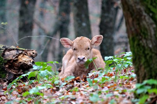 calf animal small