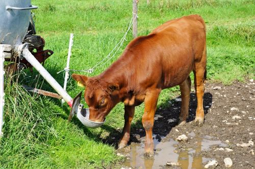 calf cow young