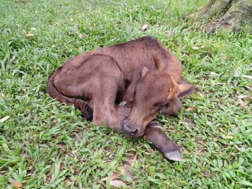 calf cute calf sleeping calf