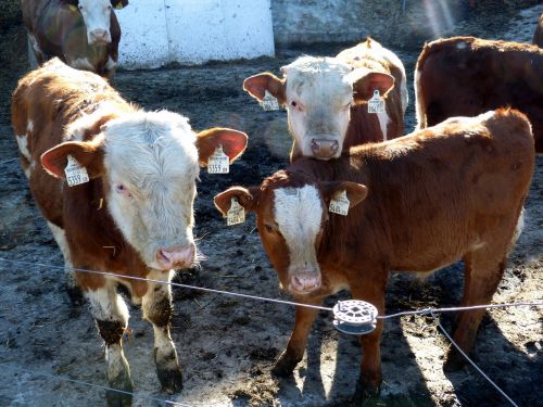 calf beef simmental cattle