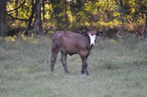 calf cow farm