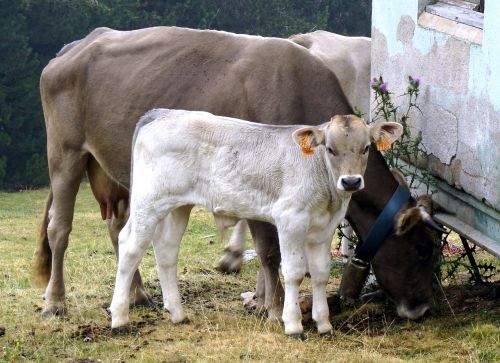 calf white livestock