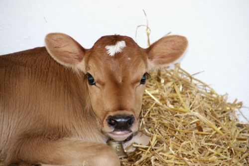 calf stall straw