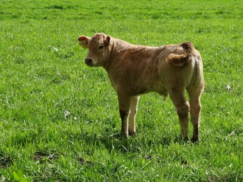 calf little calf meadow
