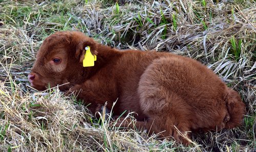 calf  young  cow