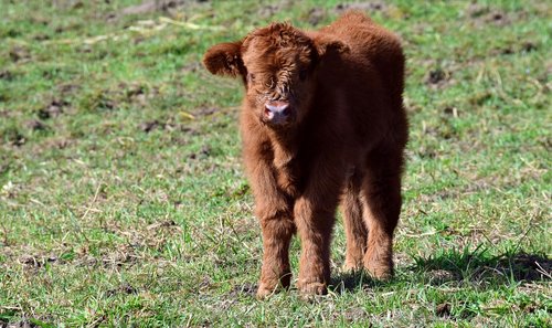 calf  brown  small