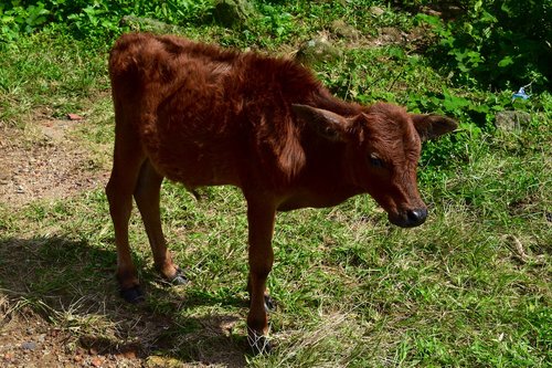 calf  agriculture  farm