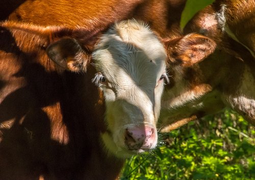 calf  cow  cattle