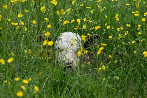 calf  cow  animal