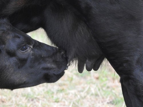 calf  cow  suckle