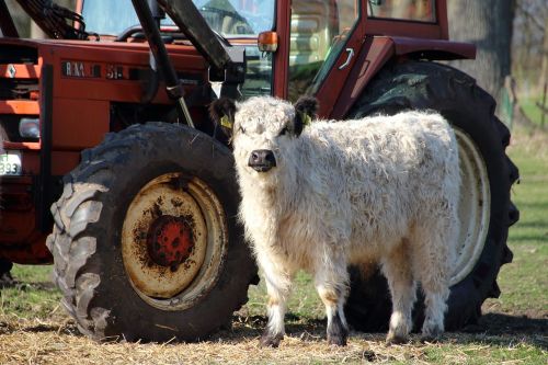 calf farm farm animals