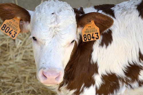calf  farm  bio