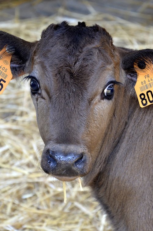 calf  farm  bio
