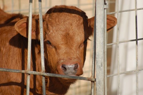 calf  cage  livestock
