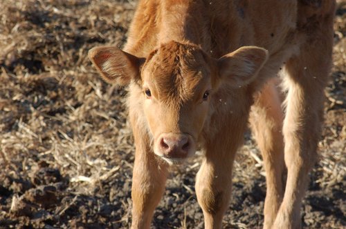 calf  cow  animal