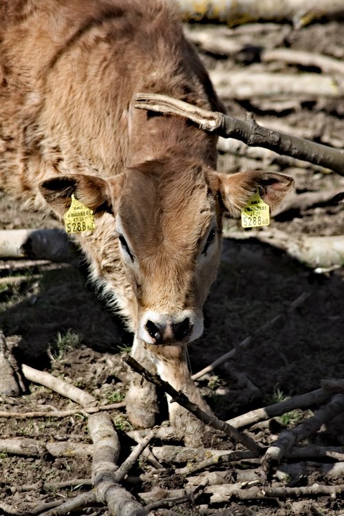 calf  animal  agriculture