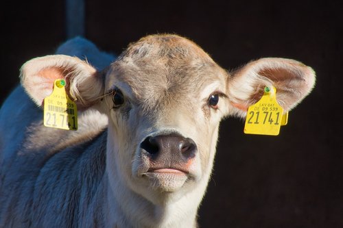calf  calf's head  ears
