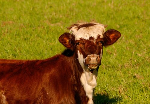 calf cattle stock