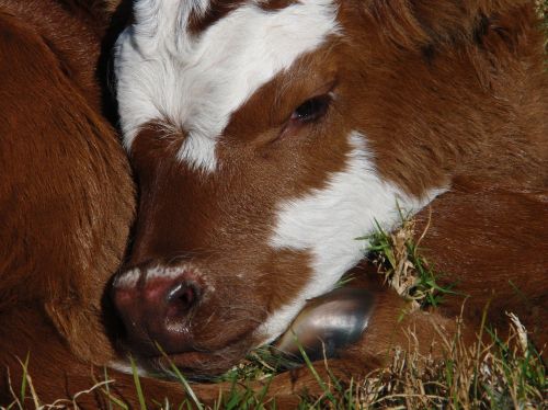 calf new born cattle