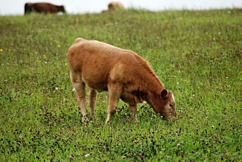 calf feast pasture
