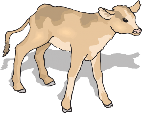 calf baby cow