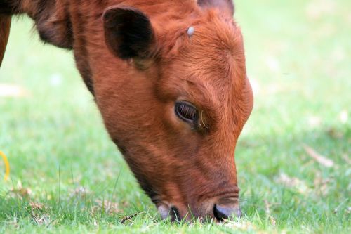 calf grazing bovine