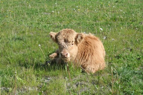 calf cattle scottish highland cattle
