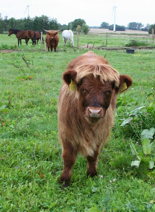 calf highland cattle cattle