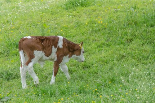 calf cow meadow