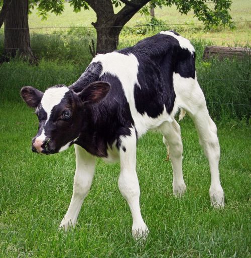 calf holstein livestock