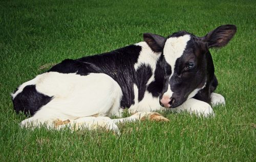 calf holstein dairy