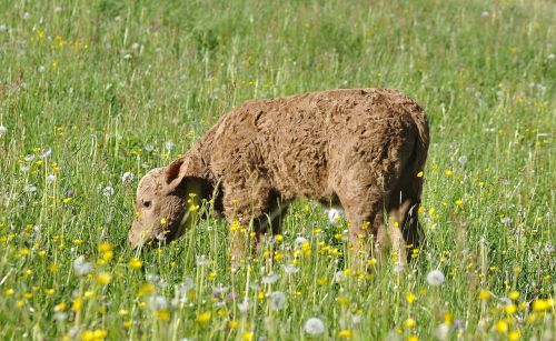 calf young animal beef