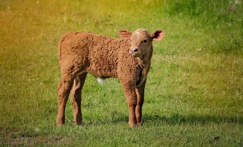 calf young animal beef