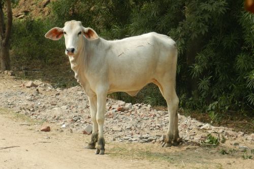 calf bovine cattle