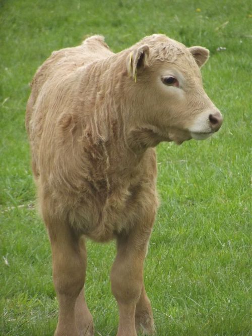 calf cow nature