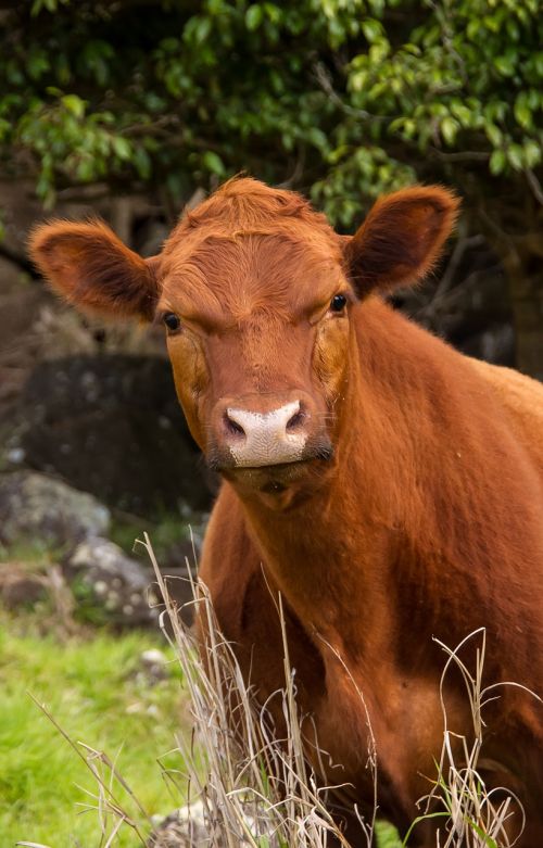 calf cattle stock