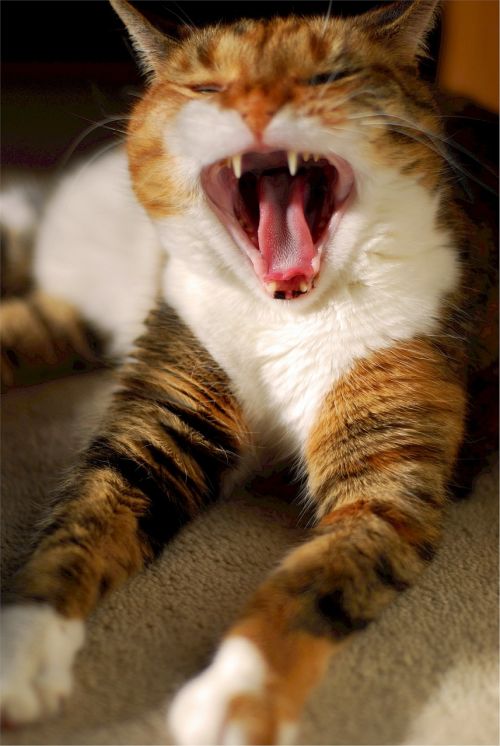 calico cat yawn
