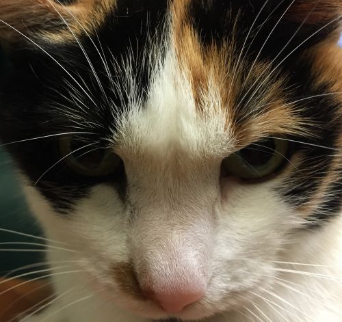 calico cat kitten