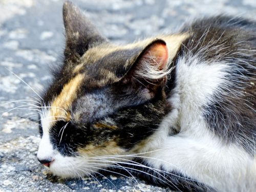 Calico Cat Sleeping