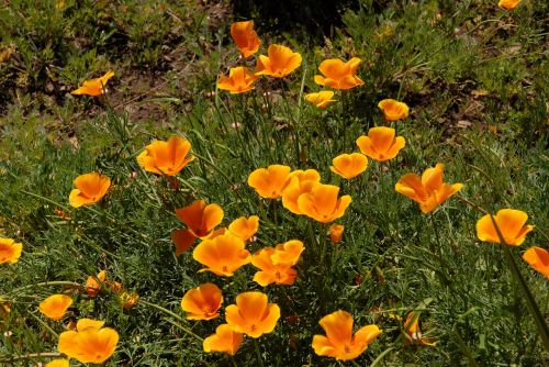 california poppy orange