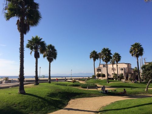 california beach palms