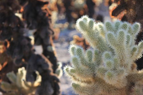 california nature cactus