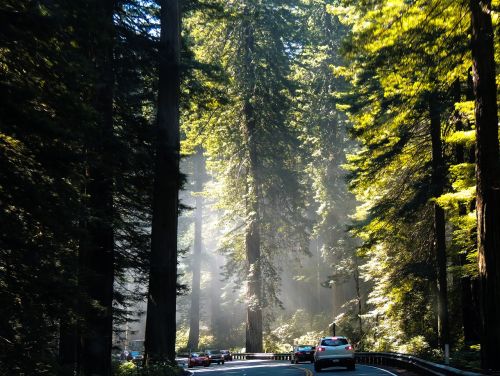 california redwoods tree
