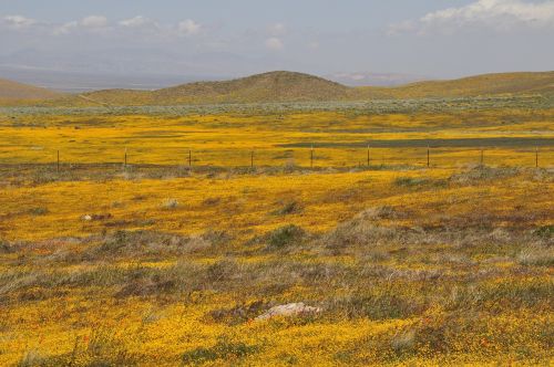 california wildflowers poppy fields