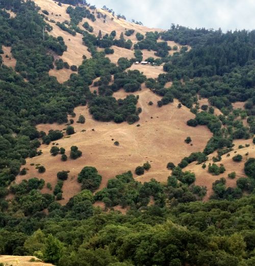 california mountains trees