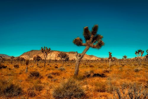 california mountains desert