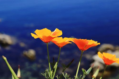 california poppy orange