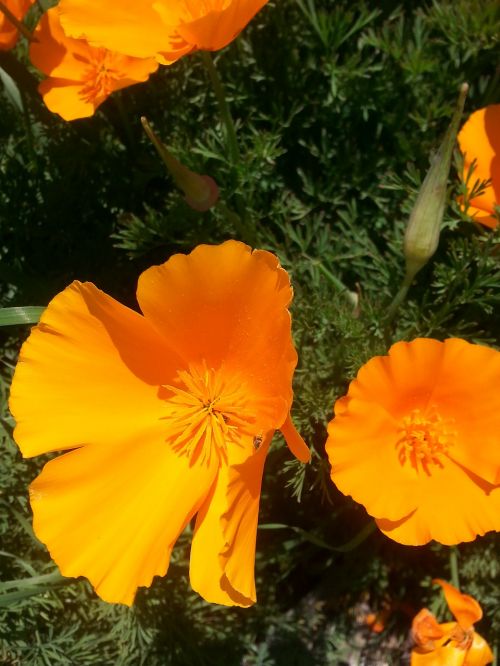 california poppies lompoc